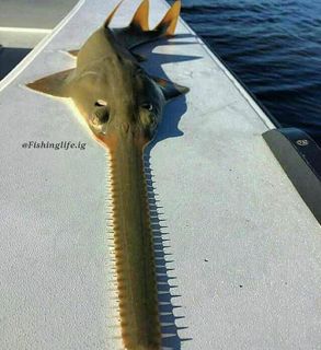 38461.jpg